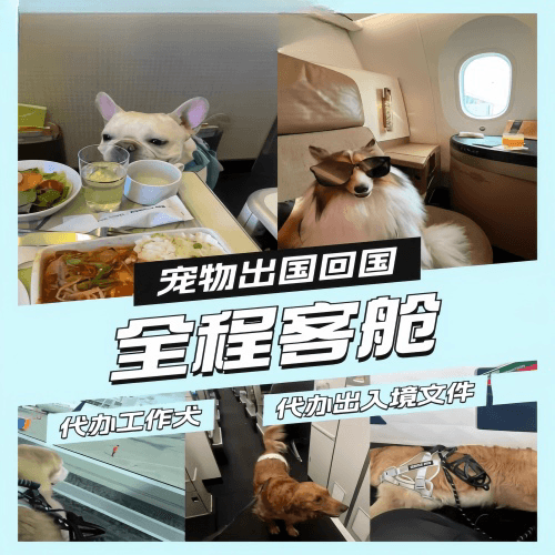 济源市宠物托运到白俄罗斯宠物入境规定和要求